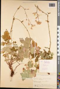 Asteraceae, Зарубежная Азия (ASIA) (Турция)