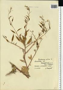 Редька посевная L., Восточная Европа, Московская область и Москва (E4a) (Россия)