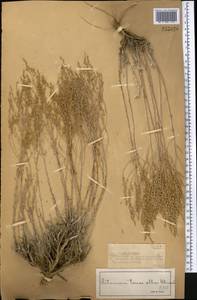 Полынь белоземельная Krasch., Средняя Азия и Казахстан, Муюнкумы, Прибалхашье и Бетпак-Дала (M9) (Казахстан)