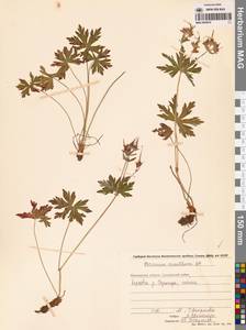 Герань волосистоцветковая DC., Сибирь, Чукотка и Камчатка (S7) (Россия)