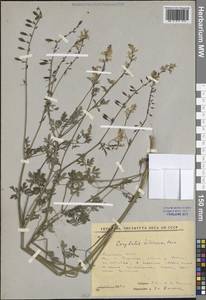 Хохлатка сибирская (L.fil.) Pers., Сибирь, Якутия (S5) (Россия)