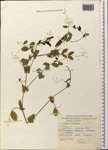 Lathyrus oleraceus Lam., Кавказ, Азербайджан (K6) (Азербайджан)