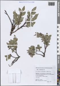 Ива растопыренная Pall., Сибирь, Прибайкалье и Забайкалье (S4) (Россия)