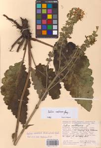 Salvia revelata Mátis & A.Z.Szabó, Восточная Европа, Молдавия (E13a) (Молдавия)