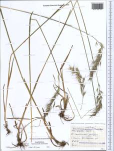 Avenula pubescens (Huds.) Dumort., Кавказ, Азербайджан (K6) (Азербайджан)