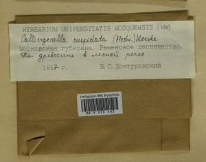 Calliergonella cuspidata (Hedw.) Loeske, Гербарий мохообразных, Мхи - Москва и Московская область (B6a) (Россия)