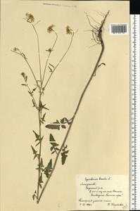 Гулявник Лезеля L., Восточная Европа, Центральный лесостепной район (E6) (Россия)