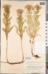 Pentanema germanicum (L.) D. Gut. Larr., Santos-Vicente, Anderb., E. Rico & M. M. Mart. Ort., Восточная Европа, Северо-Украинский район (E11) (Украина)
