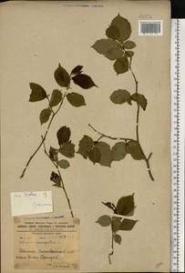 Вяз голый, Вяз шершавый Huds., Восточная Европа, Северо-Украинский район (E11) (Украина)