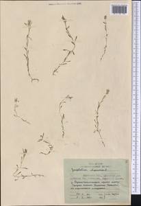 Сушеница топяная L., Сибирь, Чукотка и Камчатка (S7) (Россия)