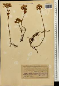 Phedimus spurius subsp. oppositifolius (Sims) L. Gallo, Кавказ, Азербайджан (K6) (Азербайджан)