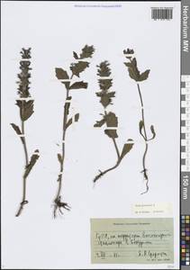 Живучка женевская L., Кавказ, Грузия (K4) (Грузия)