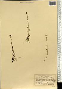 Камнеломка болотная L., Зарубежная Азия (ASIA) (КНР)