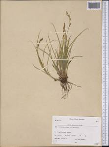 Carex praticola Rydb., Америка (AMER) (Гренландия)
