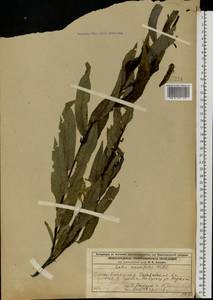 Ива остролистная, Верба Willd., Восточная Европа, Волжско-Камский район (E7) (Россия)