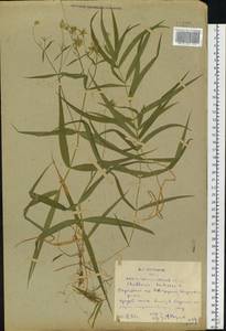 Rabelera holostea (L.) M. T. Sharples & E. A. Tripp, Восточная Европа, Ростовская область (E12a) (Россия)