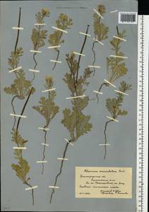 Мачок рогатый (L.) Rudolph, Восточная Европа, Нижневолжский район (E9) (Россия)