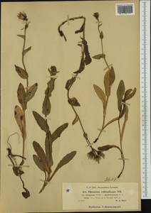 Hieracium valdepilosum subsp. elongatum Willd. ex Zahn, Западная Европа (EUR) (Словения)