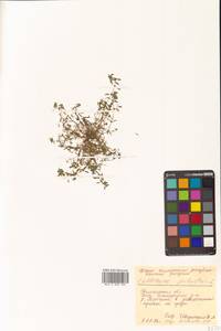 Callitriche palustris subsp. palustris, Сибирь, Чукотка и Камчатка (S7) (Россия)