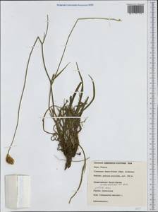 Catananche caerulea L., Западная Европа (EUR) (Франция)