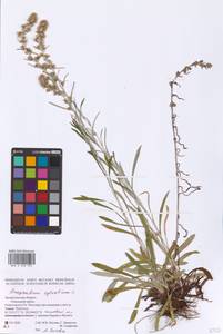 Сушеница лесная (L.) Sch. Bip. & F. W. Schultz, Восточная Европа, Северный район (E1) (Россия)