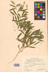 Lathyrus palustris subsp. palustris, Сибирь, Дальний Восток (S6) (Россия)