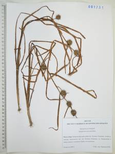 Ежеголовник всплывающий, Ежеголовник всплывший Rehmann, Сибирь, Дальний Восток (S6) (Россия)