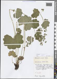 Манжетка дубравная Alechin, Восточная Европа, Нижневолжский район (E9) (Россия)