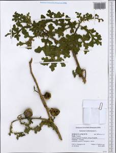 Solanum linnaeanum, Западная Европа (EUR) (Италия)
