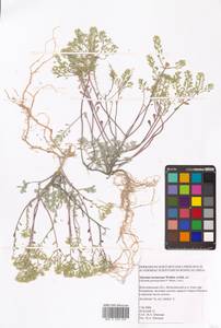 Odontarrhena tortuosa subsp. tortuosa, Восточная Европа, Нижневолжский район (E9) (Россия)