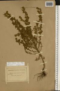 Sedobassia sedoides (Pall.) Freitag & G. Kadereit, Восточная Европа, Ростовская область (E12a) (Россия)