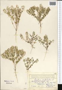 Клоповник пронзеннолистный L., Средняя Азия и Казахстан, Муюнкумы, Прибалхашье и Бетпак-Дала (M9) (Казахстан)