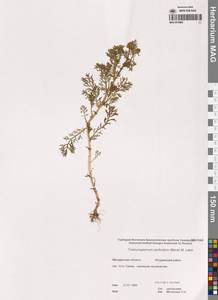 Трехреберник непахучий, Ромашка непахучая (L.) Sch.-Bip, Сибирь, Чукотка и Камчатка (S7) (Россия)