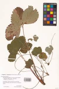 Fragaria × ananassa (Weston) Rozier, Восточная Европа, Центральный район (E4) (Россия)