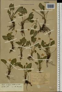 Фиалка сомнительная Waldst. & Kit., Восточная Европа, Средневолжский район (E8) (Россия)