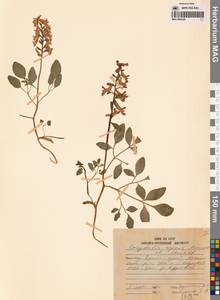 Corydalis turtschaninovii subsp. turtschaninovii, Сибирь, Дальний Восток (S6) (Россия)