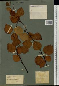 Betula pendula subsp. mandshurica (Regel) Ashburner & McAll., Сибирь, Якутия (S5) (Россия)