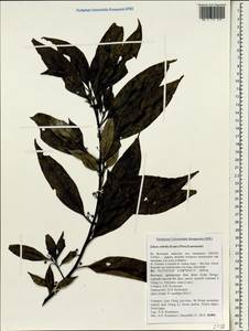 Litsea cubeba (Lour.) Pers., Зарубежная Азия (ASIA) (Вьетнам)