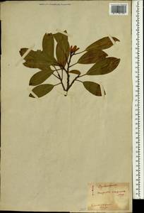 Magnolia compressa Maxim., Зарубежная Азия (ASIA) (Япония)