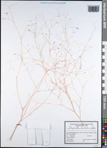 Pimpinella barbata (DC.) Boiss., Зарубежная Азия (ASIA) (Иран)
