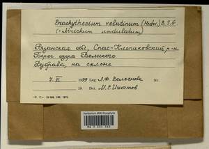 Atrichum undulatum (Hedw.) P. Beauv., Гербарий мохообразных, Мхи - Центральное Нечерноземье (B6) (Россия)