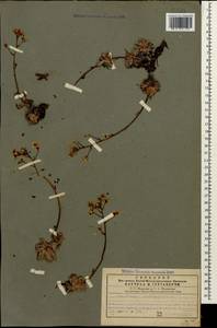 Камнеломка хрящеватая (Willd.) D. A. Webb, Кавказ, Грузия (K4) (Грузия)