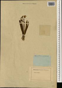 Hyacinthus orientalis L., Зарубежная Азия (ASIA) (Неизвестно)
