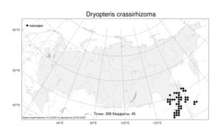 Dryopteris crassirhizoma, Щитовник толстокорневищный Nakai, Атлас флоры России (FLORUS) (Россия)