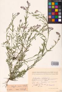 Истод хохлатый Schkuhr, Восточная Европа, Северо-Западный район (E2) (Россия)