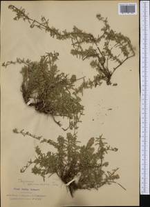 Thymus spinulosus Ten., Западная Европа (EUR) (Италия)