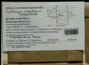 Oxyrrhynchium hians (Hedw.) Loeske, Гербарий мохообразных, Мхи - Центральное Нечерноземье (B6) (Россия)