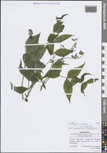 Чина весенняя (L.) Bernh., Восточная Европа, Средневолжский район (E8) (Россия)