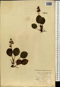 Pyrola asarifolia subsp. incarnata (DC.) A.E.Murray, Монголия (MONG) (Монголия)