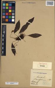 Elaphoglossum moritzianum (Klotzsch) T. Moore, Америка (AMER) (Колумбия)